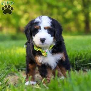 Rock, Mini Bernedoodle Puppy